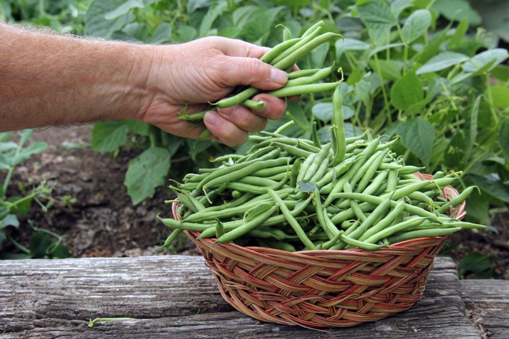 گیاهی که قاتل کم‌خونی و کمک‌کننده برای کاهش علایم یائسگی است