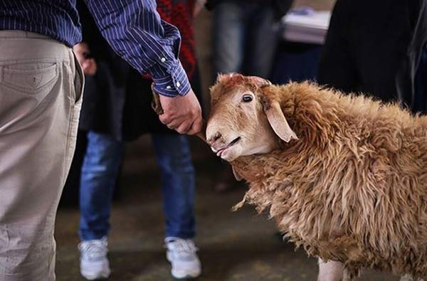 فعالیت ۱۴ کشتارگاه و قربانگاه موقت استان یزد در عید قربان/ قیمت دام زنده اعلام شد