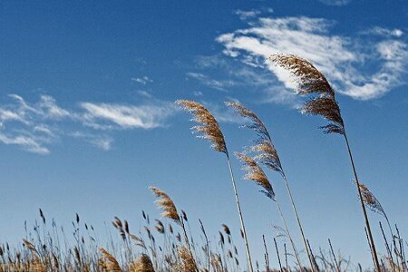 وزش باد عصرگاهی در استان یزد