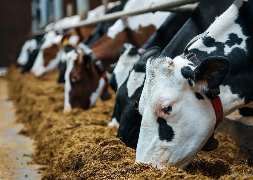 تبدیل ضایعات کشاورزی به خوراک دام