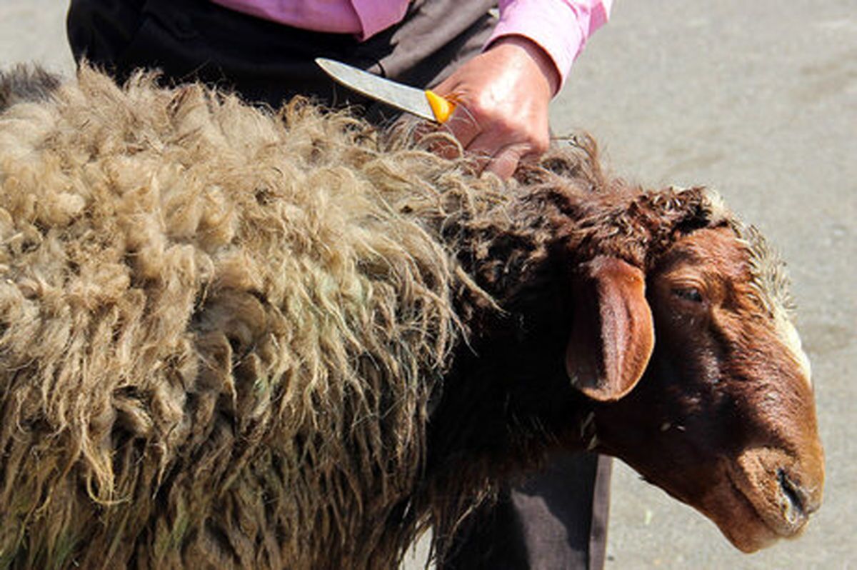 ممنوعیت ذبح دام در منازل و معابر