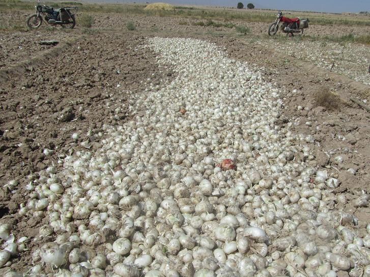 ۱۳ هزار تن پیاز ابرکوه روانه بازار مصرف شد