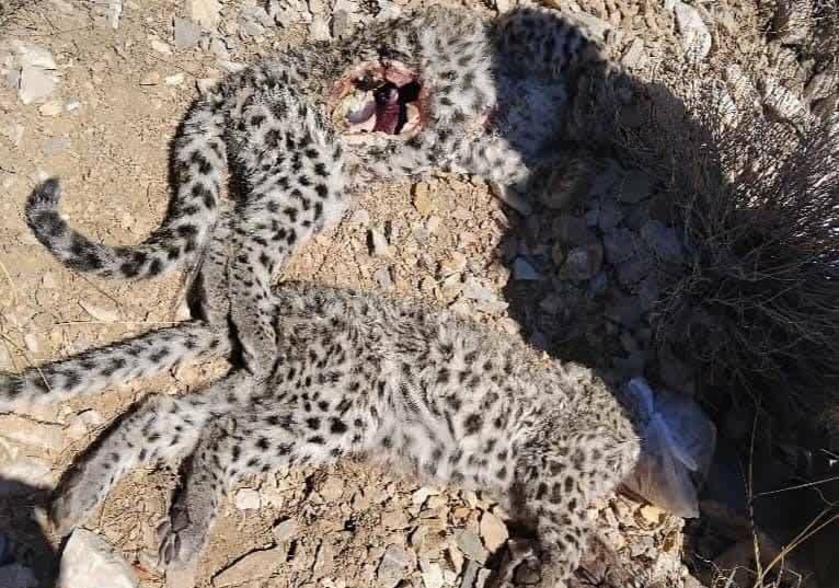 لاشه ۲ توله پلنگ ایرانی در پارک ملی خبر کرمان مشاهده شد