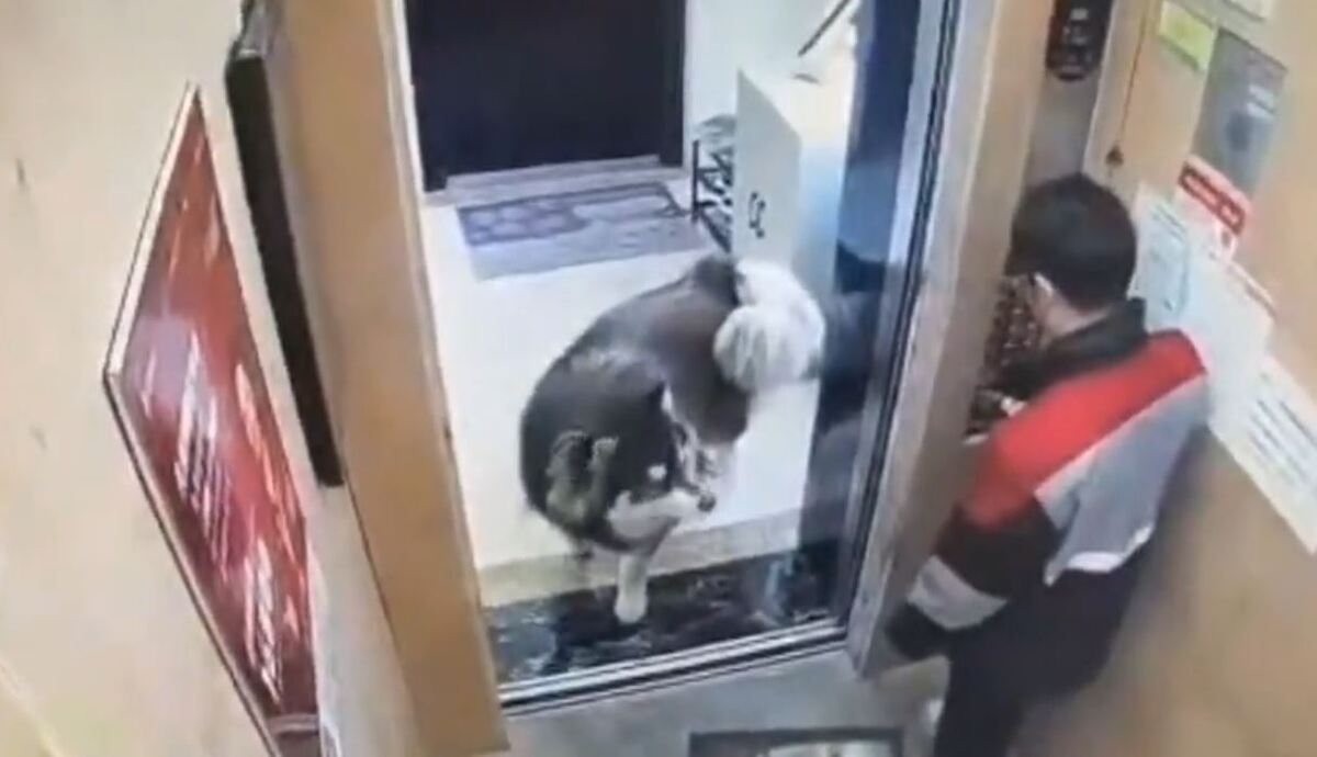 فیلم| حمله سگ به یک مرد داخل آسانسور!