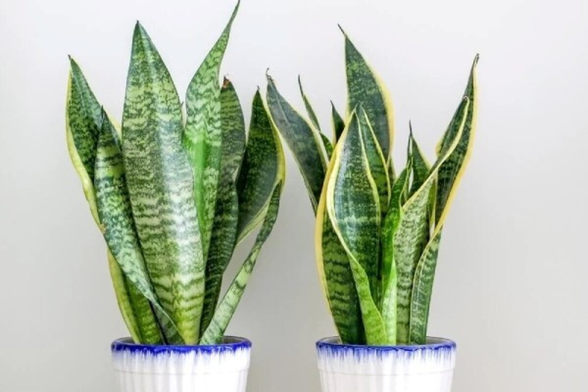 چرا گیاهان آپارتمانی پژمرده می‌شوند؟ ۷ دلیل و راه حل‌های سریع