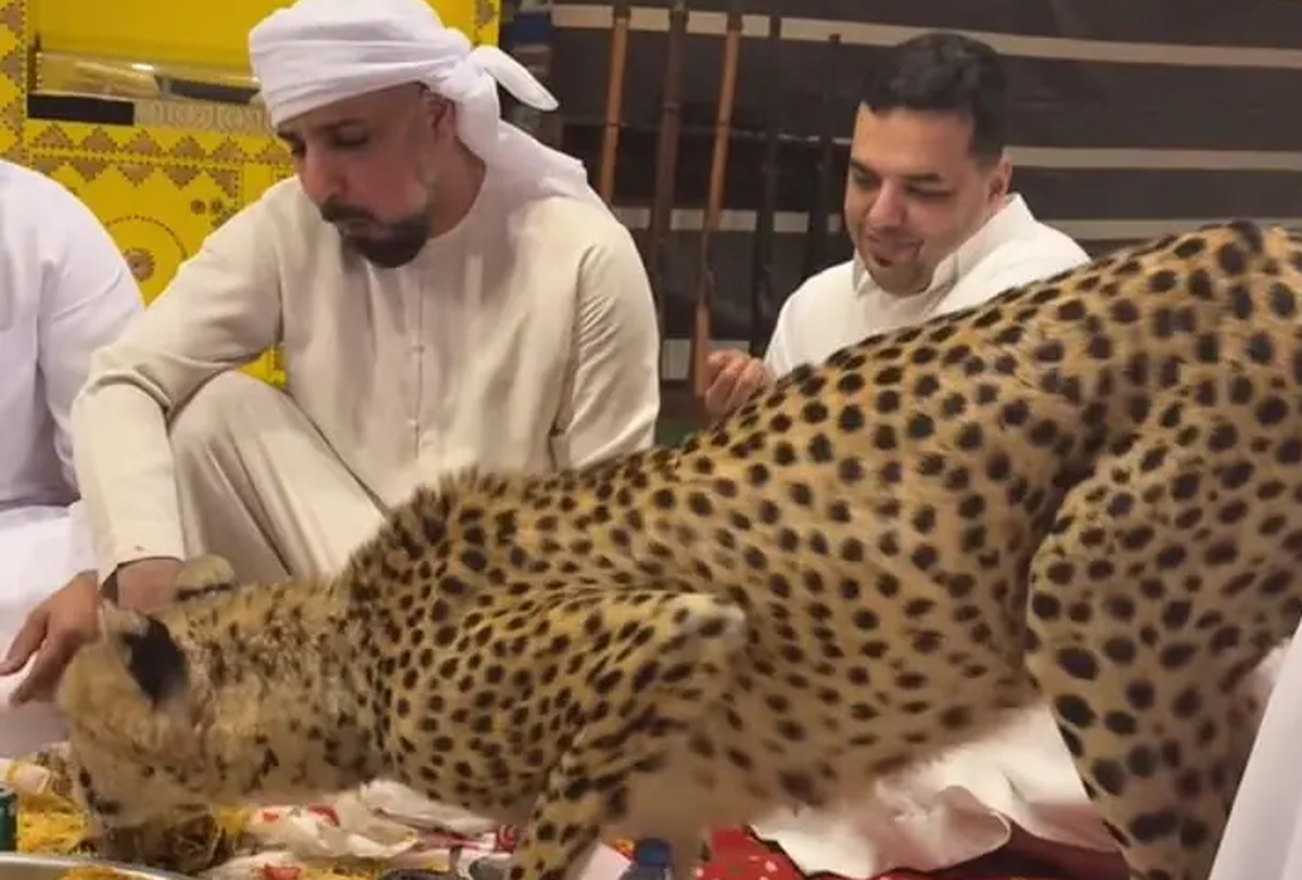 فیلم| هم‌غذا شدن پلنگ با چند مرد عرب!