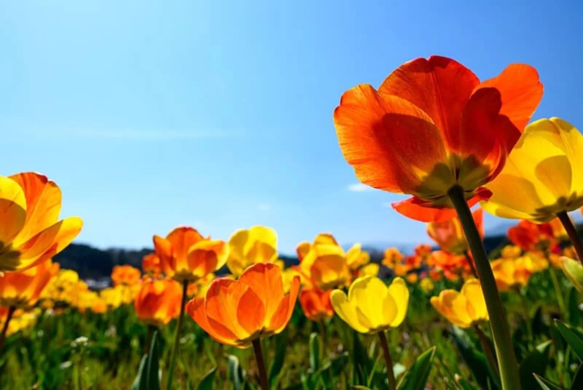 تفال به حافظ شنبه ۹ فروردین ۱۴۰۴؛ ستاره‌ای بدرخشید و ماه مجلس شد...