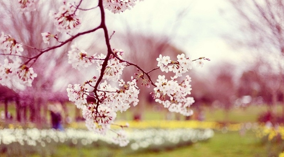 تفال به حافظ شنبه ۱۶ فروردین ۱۴۰۴؛ بنال بلبل اگر با منت سر یاریست...