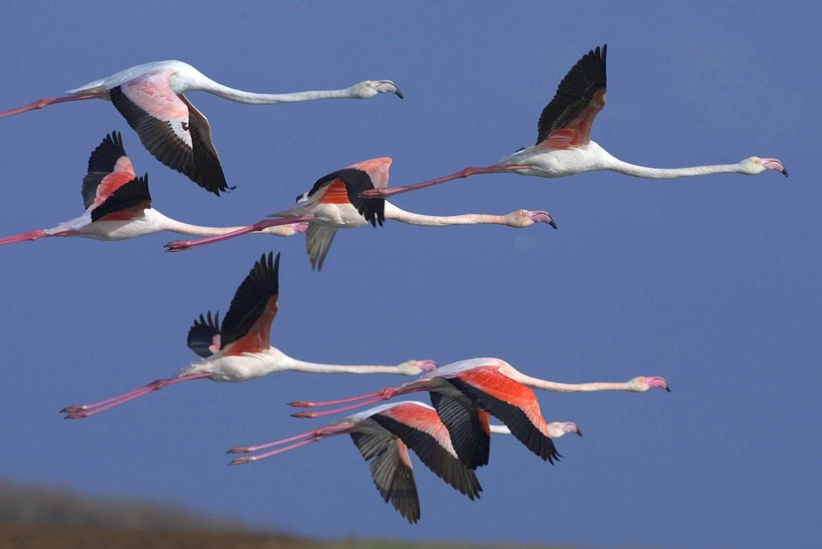 فیلم| رقص ماه و فلامینگوها بر آینه مهارلو