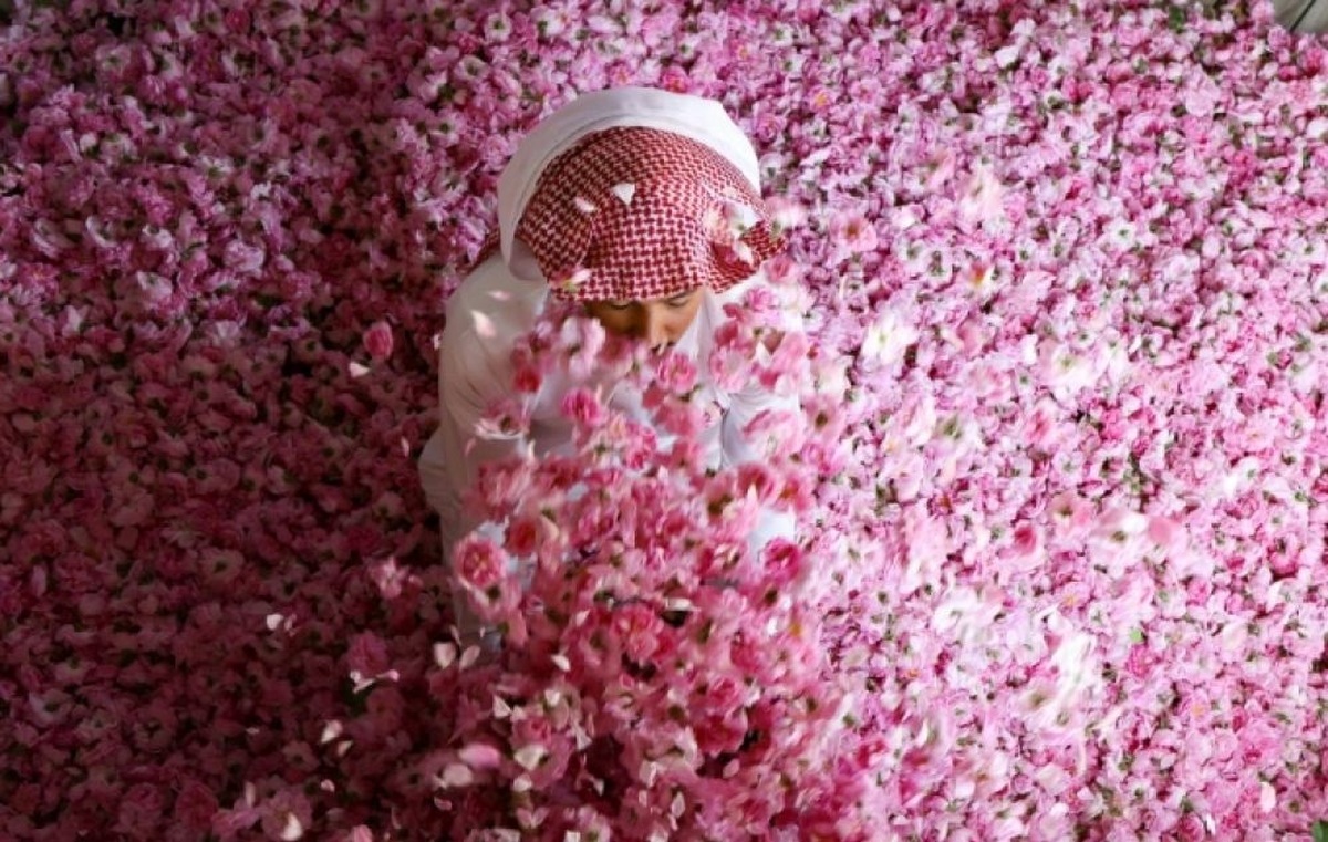 فیلم| طائف، شهر گل‌های پادشاهان و عطر ملوکان