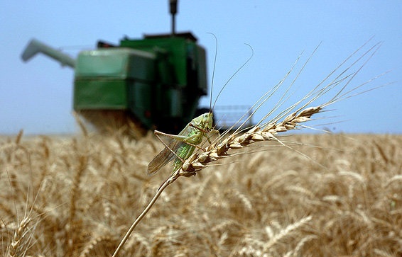 گزارشی از حمله ملخ‌ها به یزد نداشتیم/ دفع آفات کشاورزی با فناوری هسته‌ای در یزد نداریم