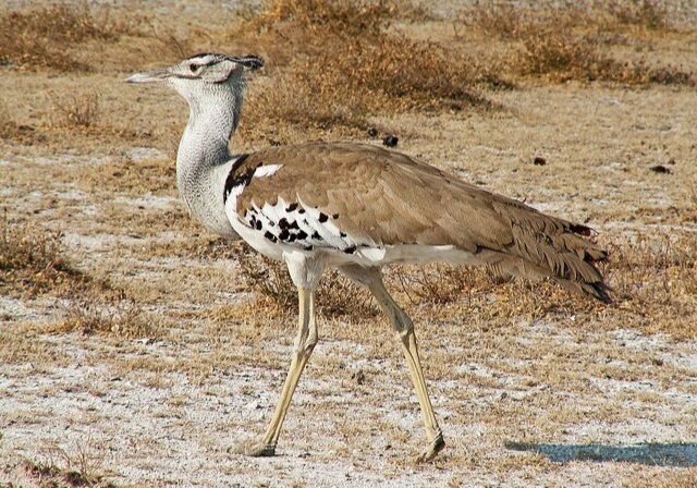 نقش کلیدی زیستگاههای مرکزی ایران در چرخه مهاجرت و بقای هوبره آسیایی نقش کلیدی زیستگاههای مرکزی ایران در چرخه مهاجرت و بقای هوبره آسیایی