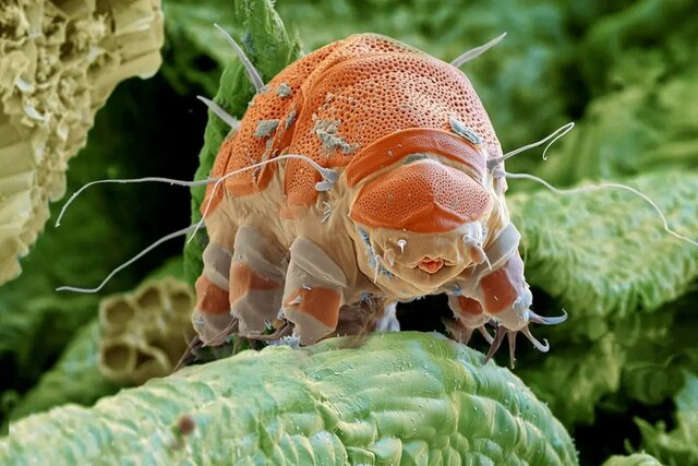 محققان روی بدن خرس‌های آبی خالکوبی کردند