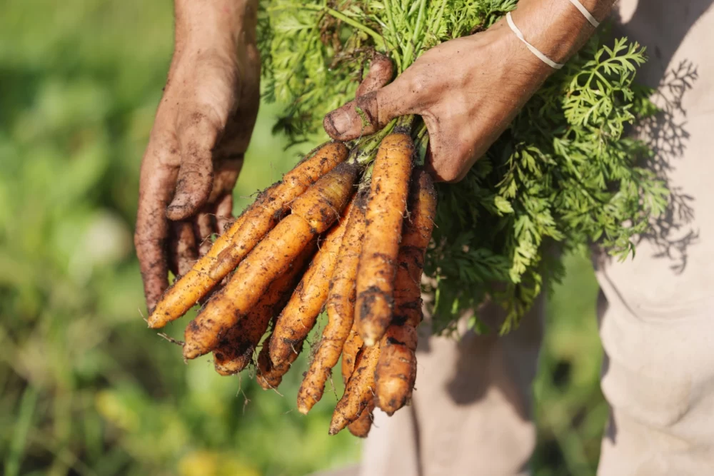 برگزاری چهارمین دوره جشنواره ملی زردک خرانق از ۱۱ دی برگزاری چهارمین دوره جشنواره ملی زردک خرانق از ۱۱ دی