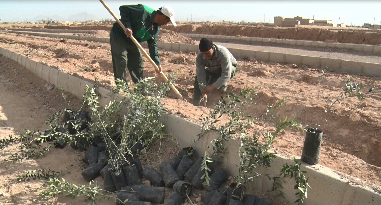 غرس بیش از ده هزار نهال در میبد