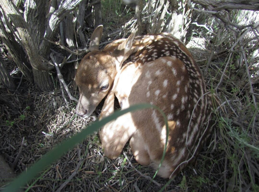 مشاهده نوزاد گوزن زرد ایرانی در جنگل باغ شادی خاتم