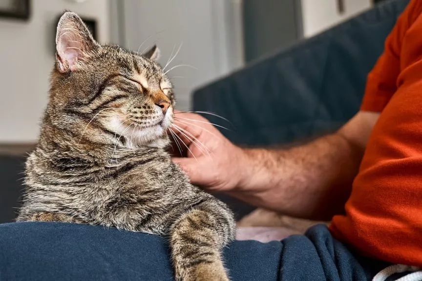 گربه‌ها برای مردان بیشتر از زنان «میو» می‌کنند