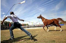 آغاز هفدهمین جشنواره ملی زیبایی اسب اصیل عرب در شهرستان اشکذر استان یزد آغاز هفدهمین جشنواره ملی زیبایی اسب اصیل عرب در شهرستان اشکذر استان یزد