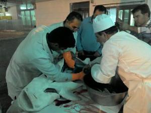 استحصال مروارید سیاه از دل کویر بافق+تصاویر استحصال مروارید سیاه از دل کویر بافق+تصاویر