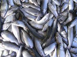 توقيف 3 تن ماهي "قزل آلا" فاقدمجوز بهداشتي در ابرکوه توقيف 3 تن ماهي "قزل آلا" فاقدمجوز بهداشتي در ابرکوه