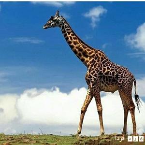  نشنال جئوگرافیک  تصاویر منتخب خود ار حیات وحش را منتشر کرد