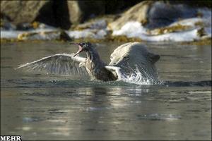 گزارش علمی تصویری / تصاویر مبارزه دیدنی یک پرنده با خرس قطبی/ پرنده پیروز شد! گزارش علمی تصویری / تصاویر مبارزه دیدنی یک پرنده با خرس قطبی/ پرنده پیروز شد!