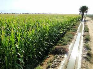 برداشت محصول ذرت علوفه اي در شهرستان طبس آغاز شد