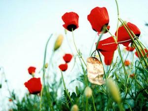 به بهانه ی رجعت پرستوهای مهاجر