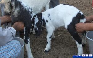 شیر دادن بزغاله با 15 روز سن در طبس (5نظر) شیر دادن بزغاله با 15 روز سن در طبس (5نظر)