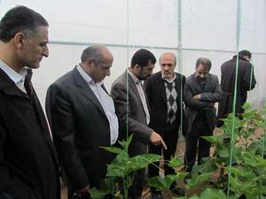 بازديد مدير كل امور سبزي و گياهان زينتي دارويي وزارت كشور از گلخانه هاي شهرستان يزد