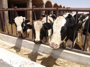 تولید گوشت قرمز و سفید در ابرکوه 10درصد افزایش یافت