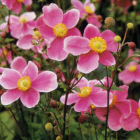 معرفی گل و گیاه:آنمون-Anemone hupehensis Hadspen Abundance معرفی گل و گیاه:آنمون-Anemone hupehensis Hadspen Abundance