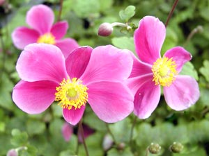 معرفی گل و گیاه:آنمون ژاپنی-Anemone hupehensis war Japonica معرفی گل و گیاه:آنمون ژاپنی-Anemone hupehensis war Japonica