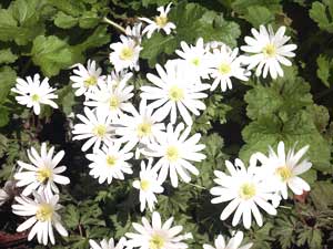 معرفی گل و گیاه: آنمون سفید- Anemone blanda white splendou معرفی گل و گیاه: آنمون سفید- Anemone blanda white splendou