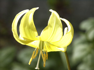 معرفی گل و گیاه: اریترونیوم: Erythronium Pagoda معرفی گل و گیاه: اریترونیوم: Erythronium Pagoda