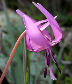 معرفی گل و گیاه: اریترونیومس: Erythronium japonicum معرفی گل و گیاه: اریترونیومس: Erythronium japonicum
