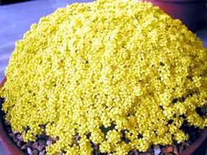 معرفی گل و گیاه: ازمكی زرد: Draba Mollissima معرفی گل و گیاه: ازمكی زرد: Draba Mollissima