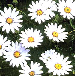 معرفی گل و گیاه: استئوسپرموم: Osteospermum Caulescens معرفی گل و گیاه: استئوسپرموم: Osteospermum Caulescens