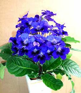 معرفی گل و گیاه: استرپتوكارپوس: Streptocarpus Xhybridus Concord معرفی گل و گیاه: استرپتوكارپوس: Streptocarpus Xhybridus Concord
