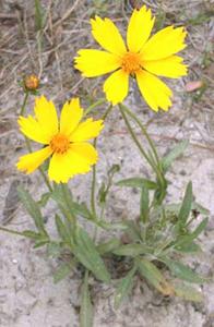 معرفی گل و گیاه: اشرفی: Coreopsis lanceolata معرفی گل و گیاه: اشرفی: Coreopsis lanceolata