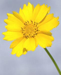معرفی گل و گیاه: اشرفی گل درشت: Coreopsis grandiflora Badengold معرفی گل و گیاه: اشرفی گل درشت: Coreopsis grandiflora Badengold