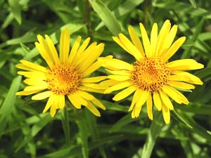 معرفی گل و گیاه:انولا انسیفولیا: Inula ensifolia معرفی گل و گیاه:انولا انسیفولیا: Inula ensifolia