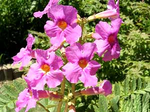 معرفی گل و گیاه:اینکارویلهآ: Incarvillea delavayi معرفی گل و گیاه:اینکارویلهآ: Incarvillea delavayi