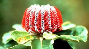 معرفی گل و گیاه:بانكسیا: coccinea Banksia معرفی گل و گیاه:بانكسیا: coccinea Banksia