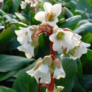 معرفی گل و گیاه:برجینا: Bergenia Bressingham White معرفی گل و گیاه:برجینا: Bergenia Bressingham White