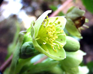 معرفی گل و گیاه:خربق زرد: Helleborus argutifolius معرفی گل و گیاه:خربق زرد: Helleborus argutifolius