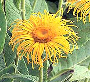 معرفی گل و گیاه:زنجبیل شامی: Inula royleana معرفی گل و گیاه:زنجبیل شامی: Inula royleana