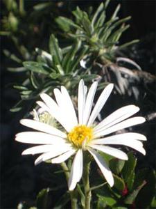 معرفی گل و گیاه: سلمیزیا: Celmisia walkeri معرفی گل و گیاه: سلمیزیا: Celmisia walkeri