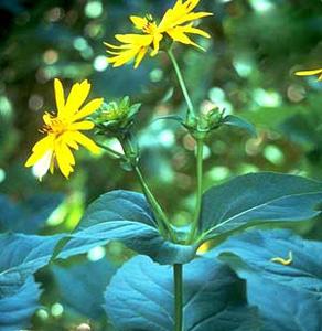 معرفی گل و گیاه: سیلفیوم: perfoliatum Silphium معرفی گل و گیاه: سیلفیوم: perfoliatum Silphium