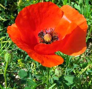 معرفی گل و گیاه/ شقایق: Papaver rhoeas , Shirley Series معرفی گل و گیاه/ شقایق: Papaver rhoeas , Shirley Series